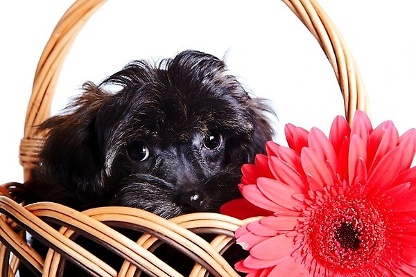 포토 JPG 해외이미지 동물 척추동물 행복 새끼 포유류 털 사람없음 반려동물 갈색 머리 바구니 우정 개 강아지 보호 작음 모피 테리어 호기심 푸들 사냥개 솜털 송곳니 기르기 신앙심 유래 천진난만 해외202004 해외포토 감정 컬러 컨셉 신체부위 친구 치아 크기 돌봄 파일형식 이미지허브