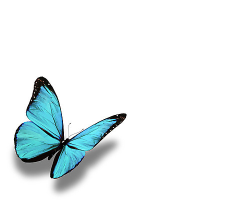 포토 JPG 해외이미지 나비 백그라운드 날개 자연 선물 사람없음 여름 파란색 빛 컬러풀 검은색 봄 흰색 축하 편지 수집 싱글 내추럴 고립 무료 터키석 해외202004 해외포토 계절 컬러 곤충 컨셉 보석 생태계 파일형식 이미지허브