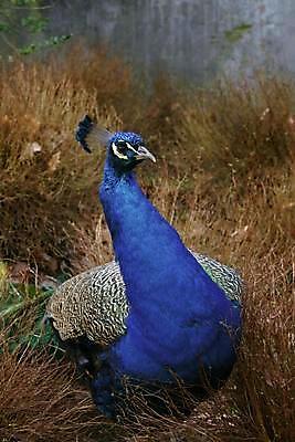 포토 JPG 해외이미지 동물 야생동물 자연 조류 동물원 사람없음 파란색 컬러풀 머리 우아함 공작 전시회 깃털 꼬리 부리 내추럴 터키석 해외202004 해외포토 컬러 컨셉 신체부위 전시 보석 생태계 파일형식 이미지허브