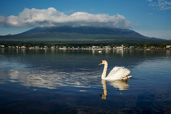 포토 JPG 해외이미지 주간 한마리 호수 사람없음 야외 백조 해외202004 해외포토 자연요소 1 조류 파일형식 이미지허브