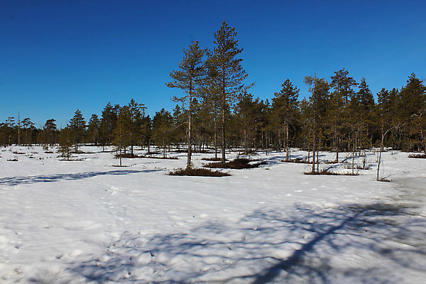 포토 JPG 해외이미지 나무 공원 도로 길 백그라운드 단풍 겨울 무늬 자국 자연 스웨덴 이끼 사람없음 야외 목재 걷기 하이킹 덮개 흰색 시골 소나무 막대기 황무지 숲 오솔길 방향 상록수 선로 스칸디나비아 압축 전국 해외202004 해외포토 식물 계절 공공시설 컬러 잎 재료 교통시설 모션 레저 북유럽 뚜껑 생태계 파일형식 이미지허브