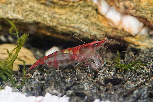 포토 JPG 해외이미지 동물 음식 백그라운드 자연 새우 생물 갑각류 사람없음 물 반려동물 컬러풀 수중 신선 달콤 탱크 수족관 민물 보유 해외202004 해외포토 자연요소 컬러 맛 생태계 파일형식 이미지허브