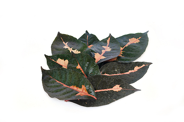 포토 JPG 해외이미지 나무 식물 전통 아시아 결혼 잎 태국 자연 돌담 사람없음 장식 초록색 여름 알약 약 정원 봄 신선 손질 명예 내추럴 추출 치료제 캐리커처 해외202004 해외포토 계절 나라 컬러 의학 이벤트 담장 돌_바위 그림 생태계 파일형식 이미지허브