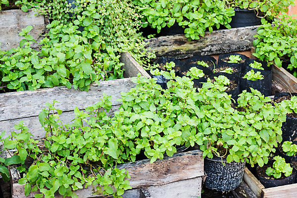포토 JPG 해외이미지 식물 음식 잎 재료 자연 건강 사람없음 초록색 정원 봄 신선 양념 맛 민트 허브 향신료 상쾌 유기농 향기 아로마 아로마테라피 내추럴 해외202004 스피아민트 해외포토 웰빙 계절 감정 컬러 컨셉 생태계 냄새 테라피 향미료 파일형식 이미지허브