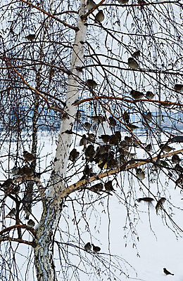 포토 JPG 해외이미지 나무 동물 야생동물 겨울 날개 자연 조류 하늘 앉기 사람없음 야외 갈색 추위 흰색 나뭇가지 작음 깃털 꼬리 부리 참새 자작나무 1월 집게발 생존 해외202004 해외포토 식물 계절 컬러 모션 날짜 크기 생태계 파일형식 이미지허브