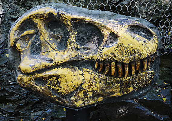 포토 JPG 해외이미지 동물 교육 과학 파충류 자연 뼈 골격 실험 사람없음 스터디 노란색 머리 죽음 역사 치아 위험 큼 묘사 공룡 육식동물 화석 고생물 멸종 선사시대 발견 몬스터 옛날 해골모형 쥬라기 해외202004 해외포토 컬러 컨셉 생물 신체부위 학습 모형 소화기관 크기 생태계 파일형식 이미지허브