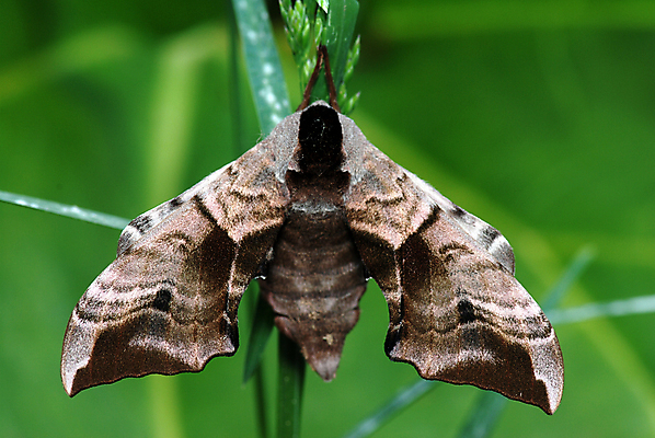 포토 JPG 해외이미지 꽃잎 꽃 줄기 나비 곤충 잎 날개 자연 사람없음 초록색 정원 봄 야간 큼 묘사 스핑크스 나방 해외202004 해외포토 자연요소 식물 동물 계절 컬러 이집트 크기 생태계 파일형식 이미지허브