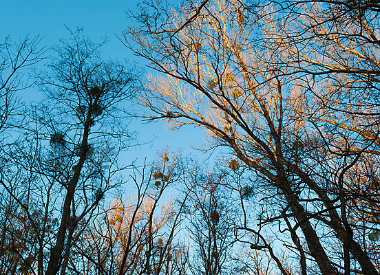 포토 JPG 해외이미지 나무 하늘 그림자 사람없음 파란색 태양 노란색 일몰 나뭇가지 저녁 다발 해외202004 해외포토 자연요소 식물 컬러 노을 야간 파일형식 이미지허브