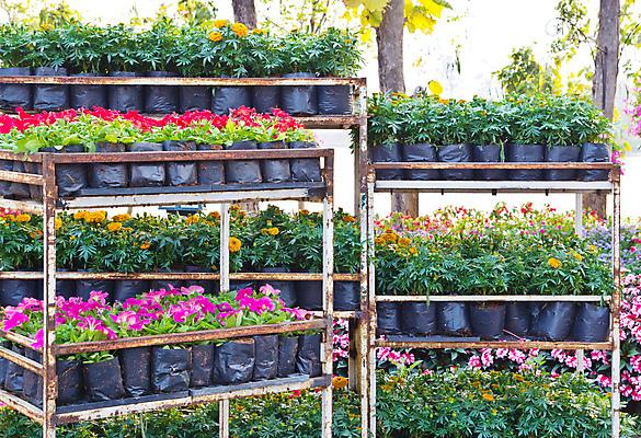 포토 JPG 해외이미지 나무 식물 꽃 백그라운드 꽃무늬 자연 사람없음 야외 장식 정원 봄 벚꽃 원예 내추럴 해외202004 해외포토 계절 무늬 취미 생태계 파일형식 이미지허브