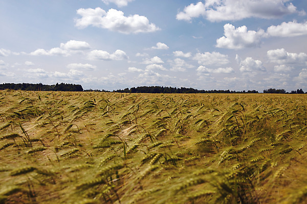 포토 JPG 해외이미지 주간 구름 농업 하늘 사람없음 여름 파란색 수확 6월 시리얼 보리 리투아니아 작살 수평선 해외202004 해외포토 자연요소 계절 유럽 산업 음식 컬러 곡류 날짜 파일형식 이미지허브