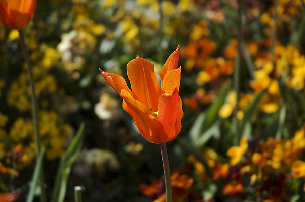포토 JPG 해외이미지 식물 꽃 오렌지 전구 자연 사람없음 초록색 컬러풀 정원 봄 튤립 해외202004 해외포토 계절 컬러 과일 생태계 파일형식 이미지허브