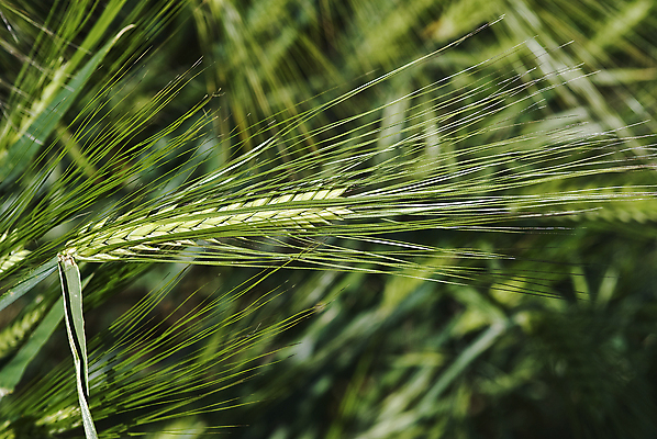 포토 JPG 해외이미지 식물 음식 농업 채소 자연 콩 옥수수 사람없음 초록색 경작 모임 수확 시골 못 상품 낟알 시리얼 밀 유기농 보리 스파이크 밭일 식용 심기 파종 호밀 귀리 해외202004 해외포토 웰빙 산업 컬러 모션 곡류 농사 공구 생태계 파일형식 이미지허브