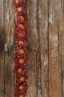 포토 JPG 해외이미지 꽃 자연 건조 사람없음 장식 바구니 정원 냄비 작음 향기 아로마 거베라 내추럴 고립 바이탈 채식주의자 해외202004 해외포토 식물 솥 크기 생태계 채식 냄새 파일형식 이미지허브