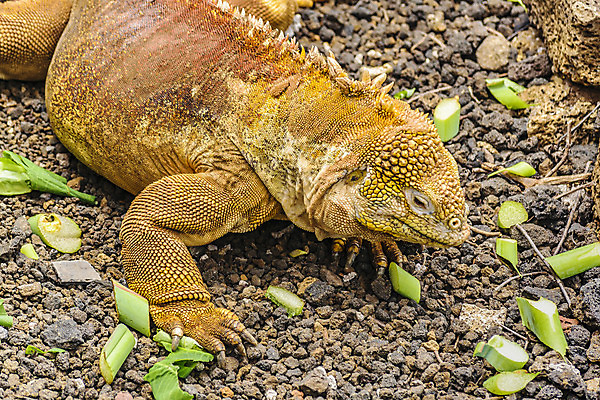 포토 JPG 해외이미지 동물 공원 야생동물 바다 섬 파충류 자연 생물 사람없음 행운 보호 땅 도마뱀 에콰도르 이구아나 갈라파고스 멸종 남쪽 동물상 땅바닥 생태학 이국적 전국 특별함 못생김 해외202004 해외포토 공공시설 교육 컨셉 바닥 조형물 남아메리카 방향 생태계 파일형식 이미지허브