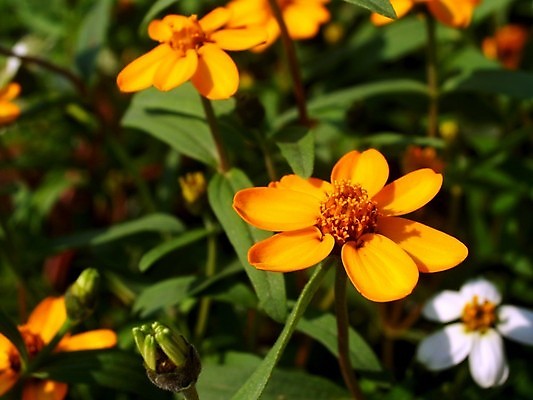 포토 JPG 해외이미지 식물 꽃잎 꽃 분홍색 꽃무늬 오렌지 자연 국화 사람없음 빨간색 여름 세트 컬러풀 장미 노란색 보라색 봄 활발 벚꽃 흰색 신선 개화 그룹 난초 변화 선택 백합 자르기 수집 달리아 제비꽃 묘사 코스모스 데이지 붓꽃 고립 섞기 아욱 많음 피튜니아 해외202004 해외포토 계절 컬러 컨셉 무늬 과일 모션 생태계 파일형식 이미지허브