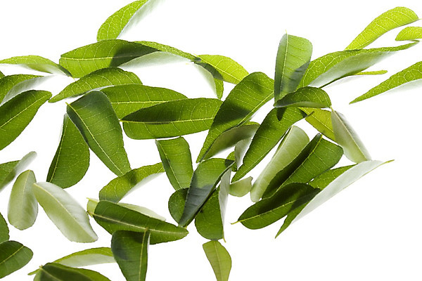 포토 JPG 해외이미지 식물 아시아 잎 채소 자연 요리 동양인 사람없음 초록색 식사 신선 양념 닫기 맛 인도인 먹기 향신료 매움 카레 성분 말레이시아 고립 마살라 채식주의자 해외202004 해외포토 외국인 나라 음식 컬러 컨셉 모션 인종 생태계 채식 향미료 파일형식 이미지허브