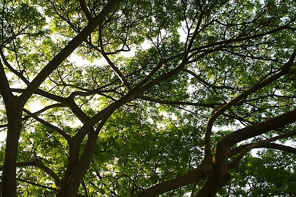 포토 JPG 해외이미지 나무 식물 구름 모래 파도 바다 섬 여행 잎 하늘 휴가 손바닥 풍경 사람없음 물 파란색 햇빛 만 닫기 휴양지 석호 몰디브 파라다이스 수평선 해외202004 해외포토 자연요소 손 아시아 컬러 모션 태양 장소 파일형식 이미지허브