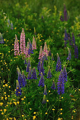 포토 JPG 해외이미지 식물 응시 꽃잎 꽃 백그라운드 꽃무늬 밭 자연 추상 사람없음 초록색 파란색 태양 정원 맑음 봄 시골 개화 저녁 허브 제비꽃 아로마 해외202004 해외포토 자연요소 시선 계절 컬러 무늬 농업 날씨 야간 생태계 파일형식 이미지허브