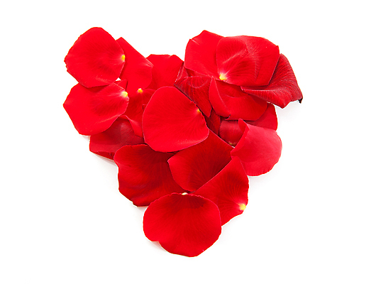 포토 JPG 해외이미지 꽃잎 꽃 잎 발렌타인데이 사랑 사람없음 빨간색 장미 벚꽃 하트 개화 떨어짐 고립 해외202004 해외포토 모양 식물 감정 컬러 컨셉 데이이벤트 파일형식 이미지허브