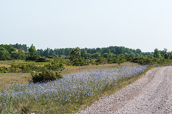 포토 JPG 해외이미지 식물 계절 꽃잎 꽃 도로 자연 하늘 스웨덴 풍경 사람없음 야외 초록색 여름 파란색 봄 활발 성장 벚꽃 시골 신선 개화 닫기 길가 아마 흙길 해외202004 해외포토 길 컬러 컨셉 교통시설 모션 북유럽 흙 생태계 파일형식 이미지허브