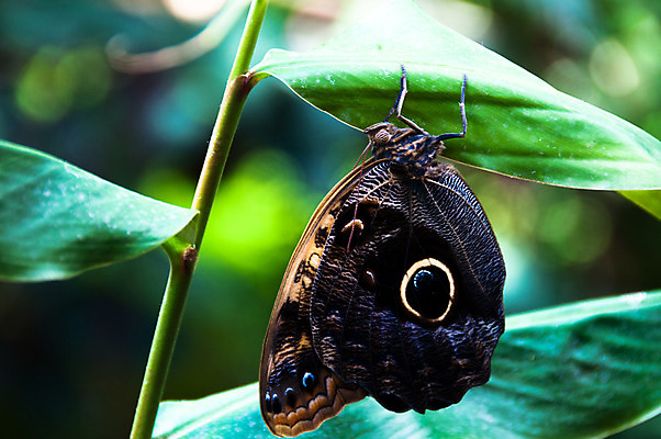포토 JPG 해외이미지 식물 동물 꽃 야생동물 나비 곤충 백그라운드 잎 날개 자연 사람없음 초록색 여름 컬러풀 정원 검은색 봄 활발 벚꽃 흰색 벌레 공작 수분 먹기 나방 뒤뜰 변태 수유 취급주의 해외202004 해외포토 계절 컬러 컨셉 모션 조류 경고 생태계 파일형식 이미지허브