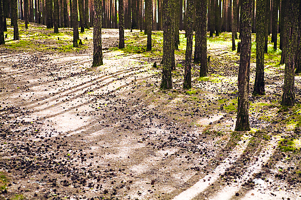 포토 JPG 해외이미지 나무 식물 공원 야생동물 줄기 낙엽 잎 자연 아침 요정 이끼 풍경 사람없음 야외 초록색 여름 빛 햇빛 환경 힘 침묵 활발 안개 성장 나뭇가지 시골 황무지 고독 숲 큼 신비 뿌리 장면 지역 멀리 잡동사니 옛날 해외202004 해외포토 주간 동물 계절 공공시설 감정 컬러 컨셉 날씨 태양 소리 크기 생태계 파일형식 이미지허브