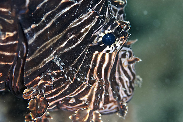 포토 JPG 해외이미지 어류 사람없음 머리 수중 산호 암초 해외202004 해외포토 신체부위 수중동물 자포동물 파일형식 이미지허브