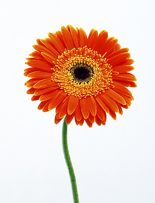 포토 JPG 해외이미지 식물 꽃 줄기 분홍색 백그라운드 오렌지 발렌타인데이 선물 사람없음 초록색 컬러풀 봄 벚꽃 흰색 신선 개화 닫기 큼 묘사 원예 데이지 꽃가루 거베라 고립 해외202004 해외포토 계절 컬러 과일 모션 데이이벤트 취미 크기 가루 파일형식 이미지허브