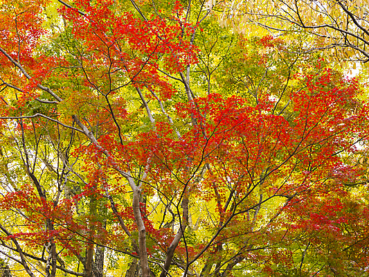 포토 JPG 해외이미지 나무 식물 디자인 계절 공원 백그라운드 단풍 잎 패턴 오렌지 자연 벽지 추상 그림자 풍경 사람없음 야외 빨간색 빛 컬러풀 갈색 노란색 정원 일본 침묵 활발 가을 나뭇가지 변화 황금 숲 11월 질감 장면 내추럴 교토 엘리먼트 해외202004 해외포토 공공시설 아시아 컬러 컨셉 무늬 과일 소리 날짜 생태계 파일형식 이미지허브