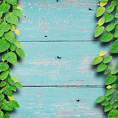 포토 JPG 해외이미지 식물 디자인 꽃 벽 백그라운드 컨셉 건축양식 자연 벽지 프레임 미술 사람없음 건물 목재 장식 초록색 파란색 정원 수확 얼룩 거친 클래식 보호 그늘 원예 복고 고정 아이비 패널 그런지 카피스페이스 해외202004 해외포토 나무 건축물 건축 컬러 농업 재료 문화예술 취미 공백 생태계 파일형식 이미지허브