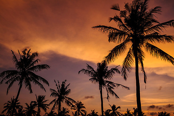 포토 JPG 해외이미지 나무 구름 실루엣 바다 섬 백그라운드 잎 자연 하늘 따뜻함 손바닥 풍경 사람없음 목재 여름 태양 일몰 새벽 꿈 만 뜨거움 휴게실 고급 저녁 숲 휴양지 화산 인도네시아 남쪽 석호 파라다이스 수평선 해외202004 해외포토 자연요소 식물 손 계절 아시아 컨셉 재료 산 촬영기법 노을 장소 야간 방향 생태계 파일형식 이미지허브