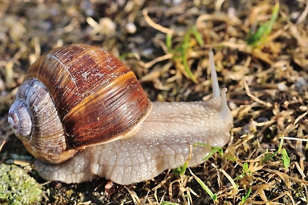 포토 JPG 해외이미지 연체동물 사람없음 껍질 달팽이 해외202004 해외포토 무척추동물 파일형식 이미지허브