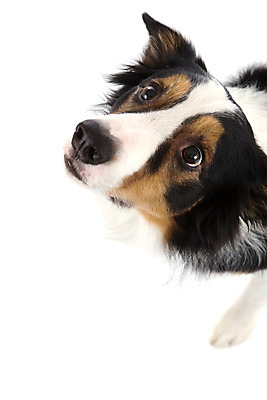 포토 JPG 해외이미지 동물 친절 사람없음 반려동물 듣기 올려보기 양 양치기 개 달콤 흰배경 보더콜리 송곳니 고립 해외202004 해외포토 직업 백그라운드 포유류 모션 흰색 맛 치아 콜리 파일형식 이미지허브