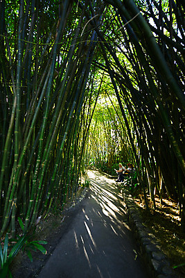 포토 JPG 해외이미지 나무 식물 공원 아시아 길 선 줄기 잎 패턴 자연 동양인 사람없음 목재 장식 초록색 정원 일본 중국 산책 성장 나뭇가지 터널 숲 대나무 동쪽 내추럴 방법 해외202004 해외포토 공공시설 나라 컬러 무늬 재료 휴식 인종 방향 생태계 파일형식 이미지허브