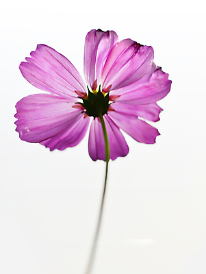 포토 JPG 해외이미지 식물 꽃잎 꽃 분홍색 꽃무늬 밭 자연 풍경 사람없음 장식 초록색 여름 컬러풀 노란색 환경 정원 맑음 보라색 활발 벚꽃 가을 흰색 시골 신선 개화 9월 묘사 코스모스 꽃가루 많음 해외202004 해외포토 계절 컬러 컨셉 무늬 농업 날씨 날짜 가루 생태계 파일형식 이미지허브