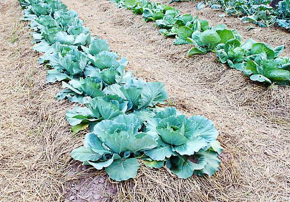 포토 JPG 해외이미지 식물 아시아 음료 음식 백그라운드 잎 밭 농업 다이어트 채소 재료 자연 건강 요리 동양인 사람없음 초록색 농장 머리 환경 주방 정원 식사 중국 샐러드 신선 원형 시장 먹기 유기농 질감 양배추 날것 모음 내추럴 숙성 채식주의자 케일 많음 해외202004 해외포토 도형 웰빙 나라 산업 컬러 컨셉 모션 인종 한글 신체부위 생태계 채식 파일형식 이미지허브