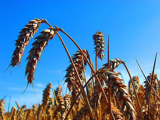 포토 JPG 해외이미지 식물 계절 음식 빵 줄기 백그라운드 밭 농업 자연 하늘 건강 옥수수 씨앗 풍경 사람없음 야외 여름 농작물 농장 농경지 노란색 수확 성장 시골 황금 낟알 땅 시리얼 밀 굽기 보리 귀 밀가루 장면 스파이크 밀짚 내추럴 밭일 숙성 호밀 해외202004 해외포토 산업 컬러 곡류 신체부위 짚 가루 구이 생태계 파일형식 이미지허브