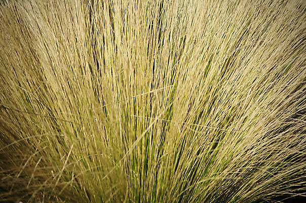 포토 JPG 해외이미지 식물 백그라운드 아프리카 자연 사람없음 갈색 노란색 환경 내추럴 사바나 세렝게티 해외202004 해외포토 나라 컬러 생태계 파일형식 이미지허브