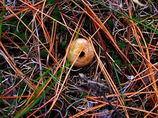포토 JPG 해외이미지 식물 지구 백그라운드 자국 자연 이끼 잔디 사람없음 야외 초록색 빛 환경 신선 보호 습지 이슬 무서움 내추럴 해외202004 해외포토 감정 컬러 컨셉 생태계 파일형식 이미지허브