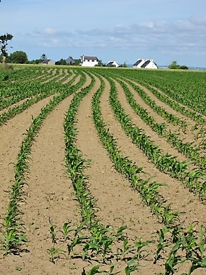 포토 JPG 해외이미지 식물 밭 농업 주택 옥수수 사람없음 농작물 농장 흙 성장 시골 속도 밭일 줄서기 해외202004 해외포토 산업 모션 곡류 건물 파일형식 이미지허브