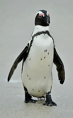 포토 JPG 해외이미지 동물 공원 야생동물 모래 바다 날개 아프리카 자연 조류 종류 사람없음 물 산책 젖음 흰색 황무지 발자국 망토 펭귄 멸종 물새 남쪽 남아프리카 해외202004 해외포토 자연요소 공공시설 나라 컬러 자국 휴식 방향 생태계 파일형식 이미지허브