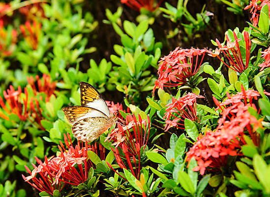 포토 JPG 해외이미지 식물 동물 꽃 야생동물 나비 곤충 잎 날개 자연 사람없음 야외 빨간색 초록색 컬러풀 노란색 검은색 흰색 점 닫기 내추럴 평야 해외202004 해외포토 컬러 모션 생태계 파일형식 이미지허브