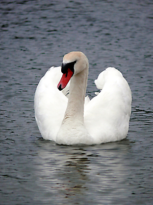 포토 JPG 해외이미지 주간 한마리 호수 사람없음 야외 백조 해외202004 해외포토 자연요소 1 조류 파일형식 이미지허브