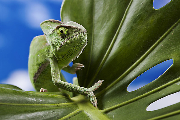 포토 JPG 해외이미지 나무 동물 자연 사람없음 빨간색 초록색 반려동물 검은색 어둠 대나무 도마뱀 이국적 카멜레온 해외202004 해외포토 식물 컬러 파충류 생태계 파일형식 이미지허브