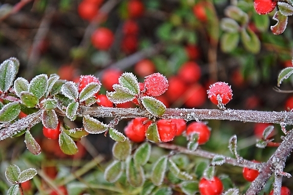 포토 JPG 해외이미지 잎 겨울 과일 자연 휴가 사람없음 빨간색 초록색 추위 12월 서리 해외202004 해외포토 식물 계절 컬러 날짜 생태계 파일형식 이미지허브