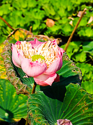 포토 JPG 해외이미지 식물 디자인 계절 공원 꽃잎 꽃 음식 분홍색 백그라운드 잎 꽃무늬 패턴 자연 추상 연꽃 미술 사람없음 야외 장식 초록색 물 여름 파란색 컬러풀 태양 노란색 정원 봄 벚꽃 흰색 연못 업무 개화 숲 백합 인도인 심볼 원예 내추럴 해외202004 해외포토 자연요소 외국인 공공시설 컬러 무늬 문화예술 동양인 취미 작업 생태계 파일형식 이미지허브