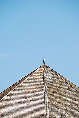 포토 JPG 해외이미지 동물 응시 야생동물 백그라운드 조류 하늘 지붕 풍경 사람없음 야외 목재 파란색 정상 왜가리 타일 휴양지 장면 방갈로 몰디브 해외202004 해외포토 나무 시선 아시아 컬러 재료 숙소 장소 파일형식 이미지허브