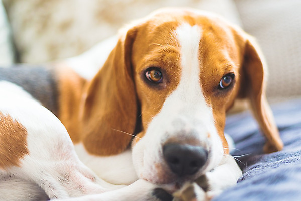 포토 JPG 해외이미지 동물 행복 포유류 자연 휴식 바닥 아파트 주택 실내 따뜻함 사람없음 내부 반려동물 소파 갈색 방 잠 휴게실 유머 개 코 사냥개 비글 주둥이 송곳니 거짓말 기르기 유래 안락 해외202004 해외포토 감정 컬러 컨셉 의자 건물 신체부위 치아 생태계 돌봄 파일형식 이미지허브