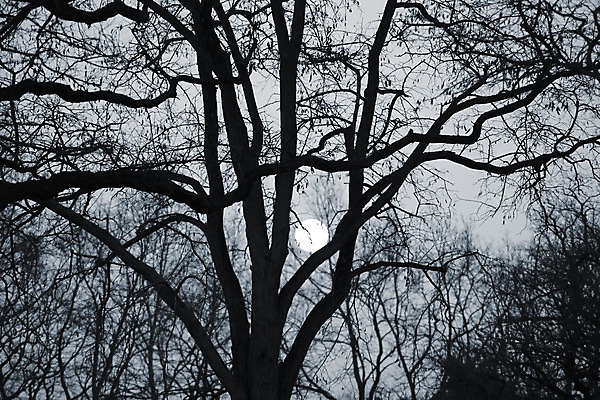 포토 JPG 해외이미지 나무 식물 자연 흑백 사람없음 빛 어둠 새벽 보름달 달 나뭇가지 티켓 야간 신비 천국 벌거벗은 혼란 해외202004 해외포토 자연요소 컨셉 촬영기법 생태계 파일형식 이미지허브