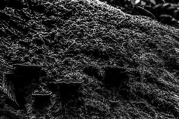 포토 JPG 해외이미지 식물 여행 태국 산 이끼 사람없음 관광지 고요 내추럴 해외202004 해외포토 아시아 파일형식 이미지허브